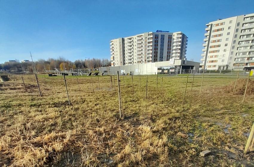 Od 2015 roku Podkarpacie posadziło 66 tys. roślin miododajnych. Wydano prawie milion złotych