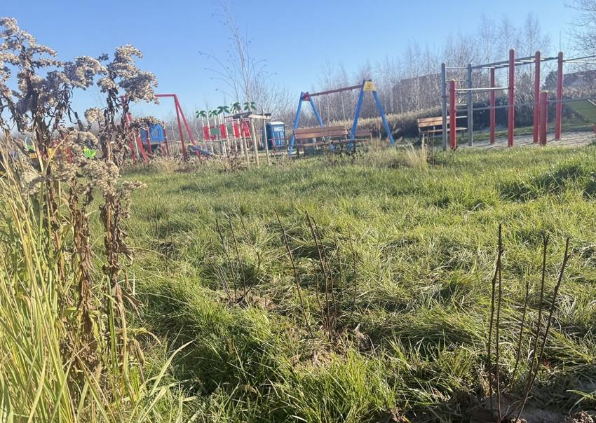 Od 2015 roku Podkarpacie posadziło 66 tys. roślin miododajnych. Wydano prawie milion złotych