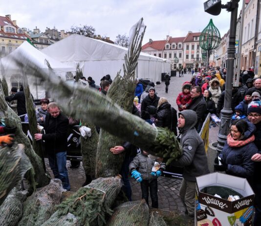Ile w tym roku zapłacimy za „żywą” choinkę?