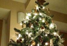 Co zrobić z świątecznym drzewkiem. Oddaj do PSZOK lub zostaw w worku na odpady zielone