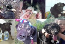 „Cygan” po dramatycznych przejściach pilnie poszukuje domu