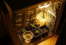 Policjanci znaleźli marihuanę w domu 17-latka