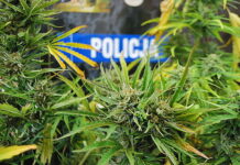 20 krzaków konopi indyjskich. Policja zatrzymała 21-latka