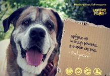 Nie bierz urlopu od pomagania. Szukamy domu dla Ferdynanda!