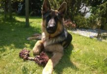 „Rocky” odnaleziony! Koniec akcji poszukiwania owczarka