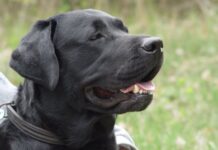 Labrador biegał po ulicach Rzeszowa. Akcja złapania psa