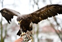 Sokoły i jastrzębie już wypłaszają gawrony z parków