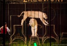 Zakaz wjazdu do Rzeszowa dla cyrków ze zwierzętami? Miasto mówi „nie”