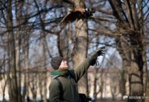 Sokolnicy ze Słowacji będą wypłaszać gawrony z parków
