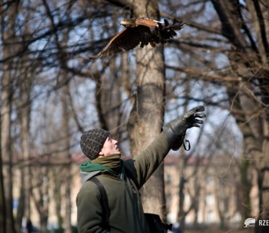 Sokolnicy ze Słowacji będą wypłaszać gawrony z parków