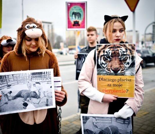 Rzeszów trąbił przeciwko cyrkowi ze zwierzętami