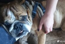 „Abi” odnaleziona. Koniec akcji poszukiwawczej bulldoga angielskiego