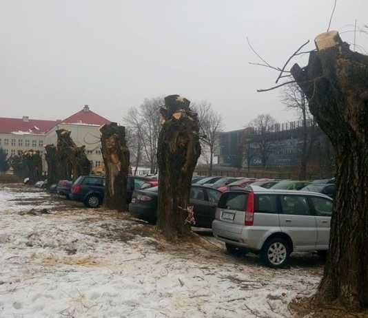 Ohydne i przycięte niezgodnie z prawem wierzby szpecą centrum Rzeszowa
