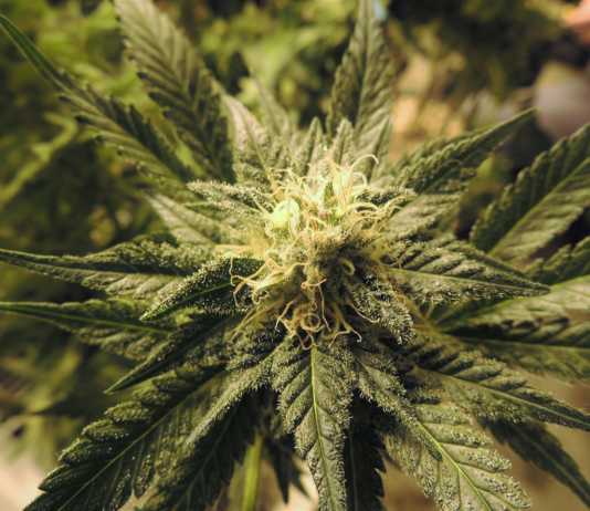23-latek zatrzymany do kontroli. W aucie mefedron i marihuana