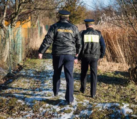 Właściciel pitbulla tymczasowo aresztowany. Za atak na strażników miejskich