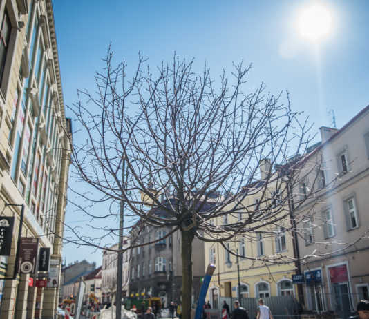 Kolejne podświetlane drzewa w Rzeszowie – na deptaku ulicy 3 Maja