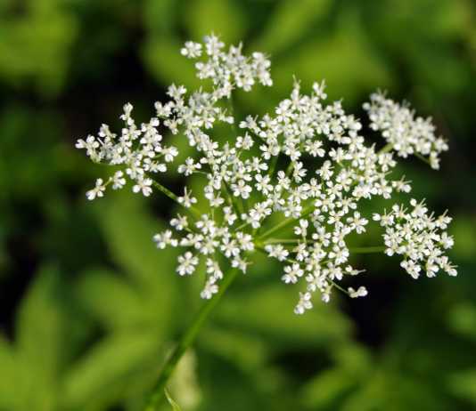 Barszcz Sosnowskiego atakuje Rzeszów. Ratuszowe służby idą z odsieczą