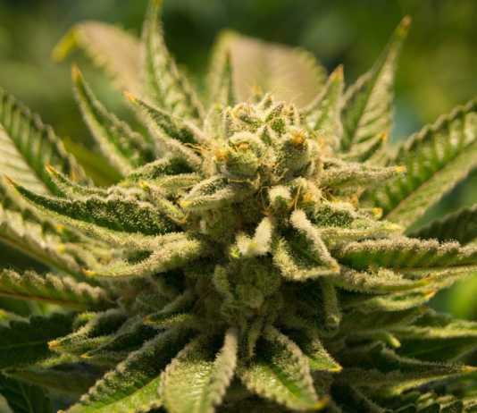 Kokaina, mefedron, ekstazy, marihuana. Trzy osoby aresztowane za narkotyki