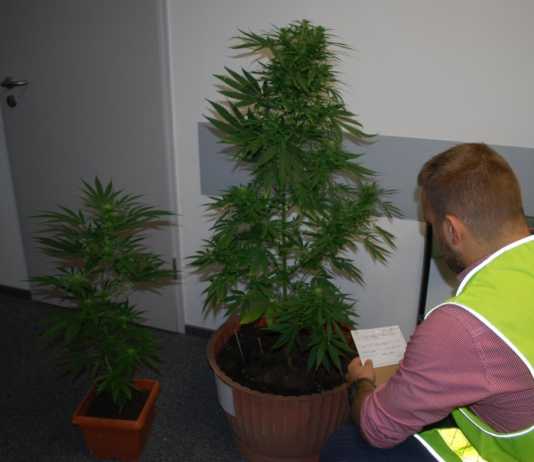 Dwa krzewy konopi indyjskich i marihuana u 29-latka. Palił dla zdrowia