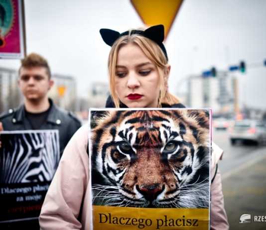 Ogólnopolski Dzień Cyrku bez Zwierząt. W Rzeszowie będzie protest
