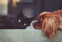 Bezdomniaki z Rzeszowa proszą o gryzaki. Ruszyła internetowa akcja