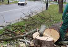 Wycinka drzew na ul. Podwisłocze. Mieszkańcy: “Serce boli na taki widok”