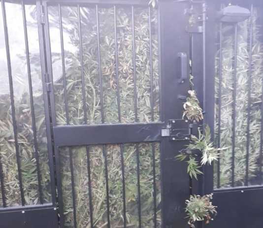Policjanci zabezpieczyli ponad kilogram marihuany. 41-latek aresztowany na trzy miesiące