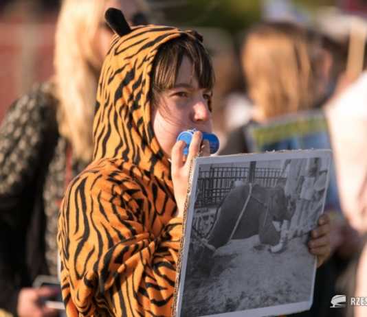 W weekend w Rzeszowie cyrk Safari. Będą protesty obrońców zwierząt