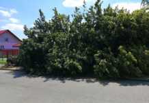 Smutny widok na rzeszowskim Staromieściu. We wtorek na osiedlu runęła lipa