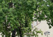 Skutki piątkowej nawałnicy na Podkarpaciu: zalane posesje, połamane konary drzew