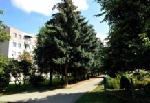 Wycinka drzew na ul. Starzyńskiego. Tajne spotkanie prezydenta Ferenca u marszałka