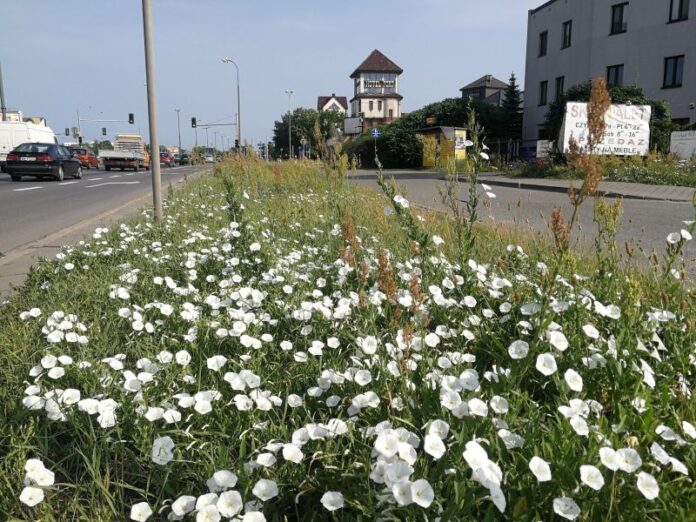 184996566_511167083249218_48358972076771576_n