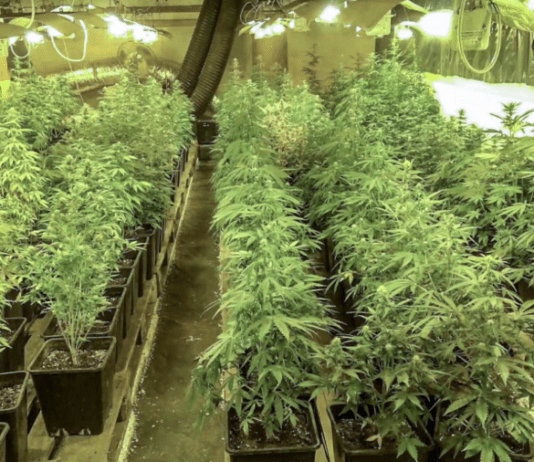 Surowe kary za nielegalne plantacje konopi i produkcję marihuany