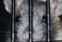 Plaga szczurów na Pułaskiego. “Mieszkał z nami dwa tygodnie”