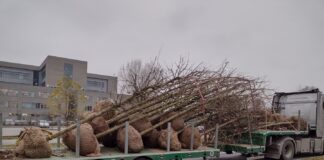 Jesienne nasadzenia w Rzeszowie