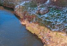 Wydra w Strugu. Przypadkowe spotkanie z drapieżnikiem. Początek sezonu lęgowego