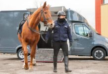 Koniowóz dla Komendy Wojewódzkiej Policji w Rzeszowie. Za blisko 400 tys. zł