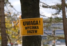 Rzeszowska PO znów apeluje do ratusza: kupcie przesadzarkę drzew