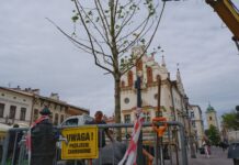 Nowe drzewo na rzeszowskim Rynku posadzone. Platan zamiast akacji