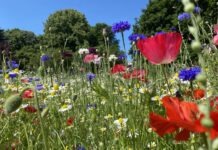 Rzadziej i wyżej. W Rzeszowie nowe zasady koszenia trawy