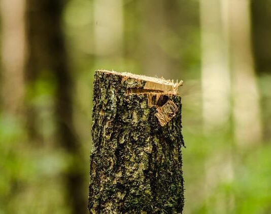 Dwóch rowerzystów z Rzeszowa poszkodowanych przy… wycince drzew