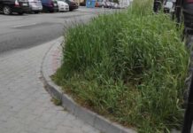 Miasto ograniczyło koszenie traw w Rzeszowie. Nie wszystkim się podoba