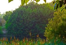 Komary i kleszcze. Radni mają namawiać prezydenta na chemiczne opryski. Dla zdrowia