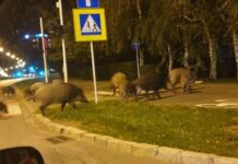 Kolejna próba przepędzenia dzików z bulwarów. Uśpienie zwierząt nierealne