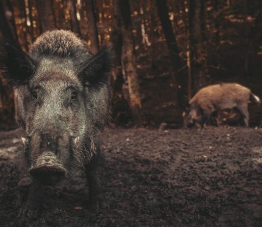 Stado dzików z rzeszowskich bulwarów przepędzone. Koniec akcji służb