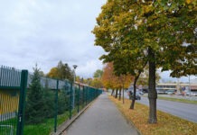 Wytną drzewa, bo budują skrzyżowanie. Miasto: nie wiadomo, czy przyjęłyby się w nowym miejscu