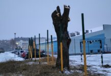 Okaleczone wierzby na terenie SP nr 25. Dyrekcja: to estetyczne prace