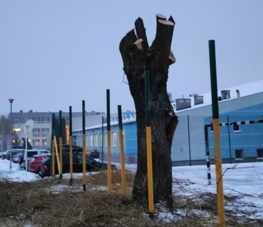 Okaleczone wierzby na terenie SP nr 25. Dyrekcja: to estetyczne prace