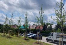 Ambrowiec amerykański, grujecznik japoński… Będzie 500 nowych drzew