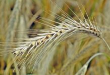 Import ukraińskiego zboża. W Rzeszowie powołano specjalny zespół śledczych